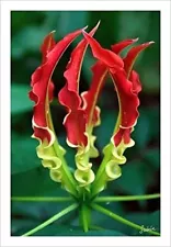 Gloriosa lilium flower bulbs for Your Garden - Pack of 3 flower Bulbs