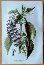 Coleus from Java - Van Houtte Flore de Serres Large Print - 1852