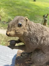 Vintage Mounted Squirrel with acorn Taxidermy Tabletop Display