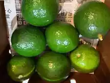 Fresh Florida Avocado (4 lbs) The Actual Fruit