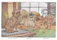 Brussels / Pekingese / Pomeranian - CUSTOM MATTED - 1927 Color Dog Art Print