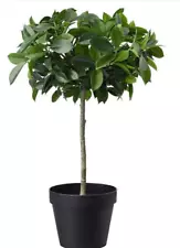 IKEA Artificial Potted Plant Weeping Fig Stem 17.25 x 4.75 - New w/Tags