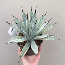 Rare Succulent Plant Agave macroacantha 'Variegata'