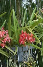 Vanda Peaches Fragrants Orchid + PHYTO certificate.