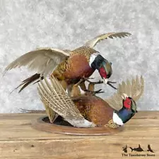 #28249 E | Ringneck Pheasant Taxidermy Bird Mount For Sale