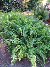 Lot of 10 Sword Ferns Live Rooted Perennial Plants Nephrolepis Cordifolia