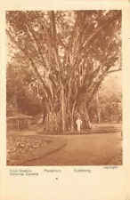 BUITENZORG - Plantentuin - Ficus Elastica - Botanical Gardens