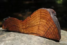 Vermont Oak Burl For Wood Turning