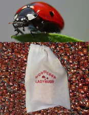 750 Premium Fresh 2024 Summer Live Ladybugs Think Fresh!!