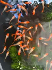 Red koi guppy