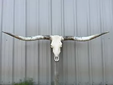 LONGHORN STEER SKULL 6 FEET WIDE POLISHED BULL HORN MOUNTED new COW HEAD