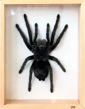 Unique Real Tarantula (Grammostola pulchra) Taxidermy - Mounted,Framed