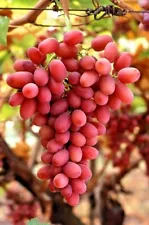 5+ Cutting Crimson Seedless Grape Stem (Vitis vinifera) Fresh Cut