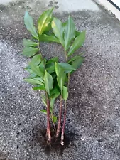 INSULIN PLANT - Costus Igneus - 3" Rhizome w/ roots