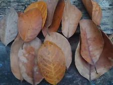 jackfruit leaves for sale