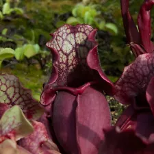 pitcher plant seeds for sale