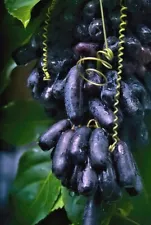 2 Rare Sweet Sapphire Seedless grape cuttings (7'')