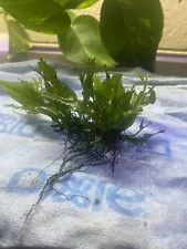 Java Fern 'Windelov' Live Aquarium Plant *Buy1 Get 1 Shrimp Snails Fish Plants