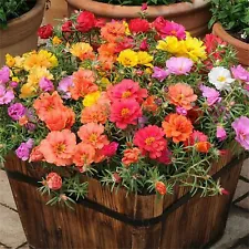 Rare Flower Seeds 2000+ Mixed Moss Rose Seeds Portulaca Grandiflora Grow Colo...