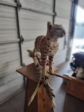 bobcat taxidermy mounts for sale