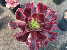 Live Succulent -Aeonium medusa variegated (10-112) pot size 10 cm