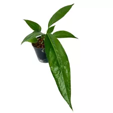 Anthurium big bill tropical plant for sale by Little One Plant Nursery