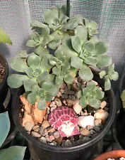 black rose succulent for sale