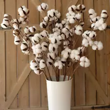 Pack of 6 Cotton Stems - 31 Inches Tall - 12 Cotton Bolls per Stem Real Elastic