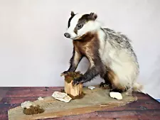 Badger Taxidermy Mount Badger On Driftwood Trophy