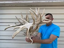 Huge 333” Whitetail Deer Antlers Rack Skull Taxidermy Mount Cabin Decor Buck