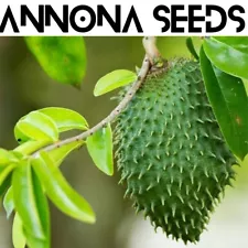 GUANABANA ANNONA plant seeds 25+ Soursop anona Free shipping