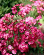 Phlox drummondii seeds, 0,2g phlox CORAL MIXTURE seeds, heirloom organic -625