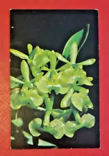 Vintage Postcard Epidendrum Difforme Orchid Species - 5½" x 3½" - unused