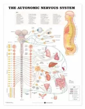 The Autonomic Nervous System Wall Chart