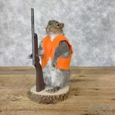 #28618 P | Hunting Squirrel Novelty Taxidermy Mount For Sale