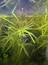 Guppy Grass Najas Guadalupens Live Aquarium Plants 10 Stems For Each Quantity