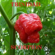 Chili Pepper Trinidad Scorpion Moruga 30 Seeds - One of the Hottest in the World