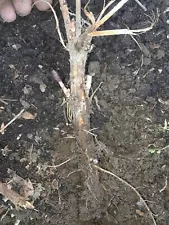 4 Cascade Hop rhizomes Fresh Dug As Ordered