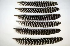 50 grade #1 right wing turkey primary feathers/arrow fletching w/o quill