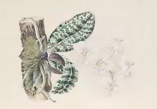 Joseph Andrews, Phalaenopsis Schilleriana, Hand-Colored Engraving