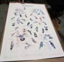 Nature Company life sized Hummingbirds poster vintage 1988 size 35 x 23 birds