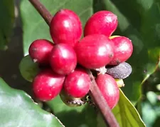 Coffea arabica Seeds Tropical EXOTIC Coffee Bean Plant FROM CEYLON