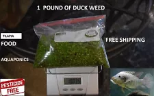 1 pound duckweed live plants for Tilapia food aquaponics Organic tank raised