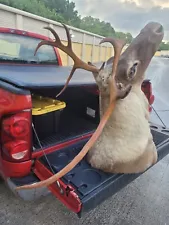 Beautiful Large Caribou Mount - Antlers Shoulder Mount Taxidermy - Local Pick Up