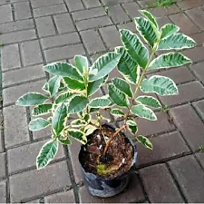 Grafted Guava Varigata Tropical fruit tree 3-4ft