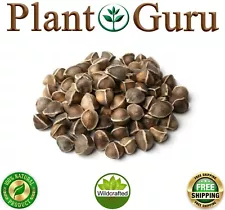 moringa seeds for sale