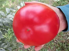 Seeds Tomato Giant Sizeless Raspberry-Pink Vegatable NON-GMO Organic Heirloom