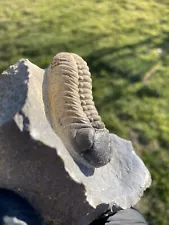 RARE COLORS Large Phacops Trilobite Fossil Morocco Fossil Trilobite For Sale