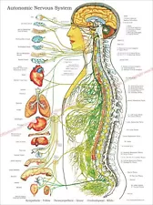 Autonomic Nervous System Poster Medical Chiropractic Chart 18 X 24 Laminated