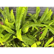 Lot of 3 Boston sword Fern Live plants Rooted 6-8”